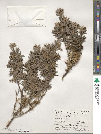 Podocarpus totara image