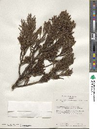 Image of Dacrycarpus compactus