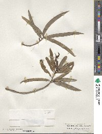 Podocarpus neriifolius var. degeneri image