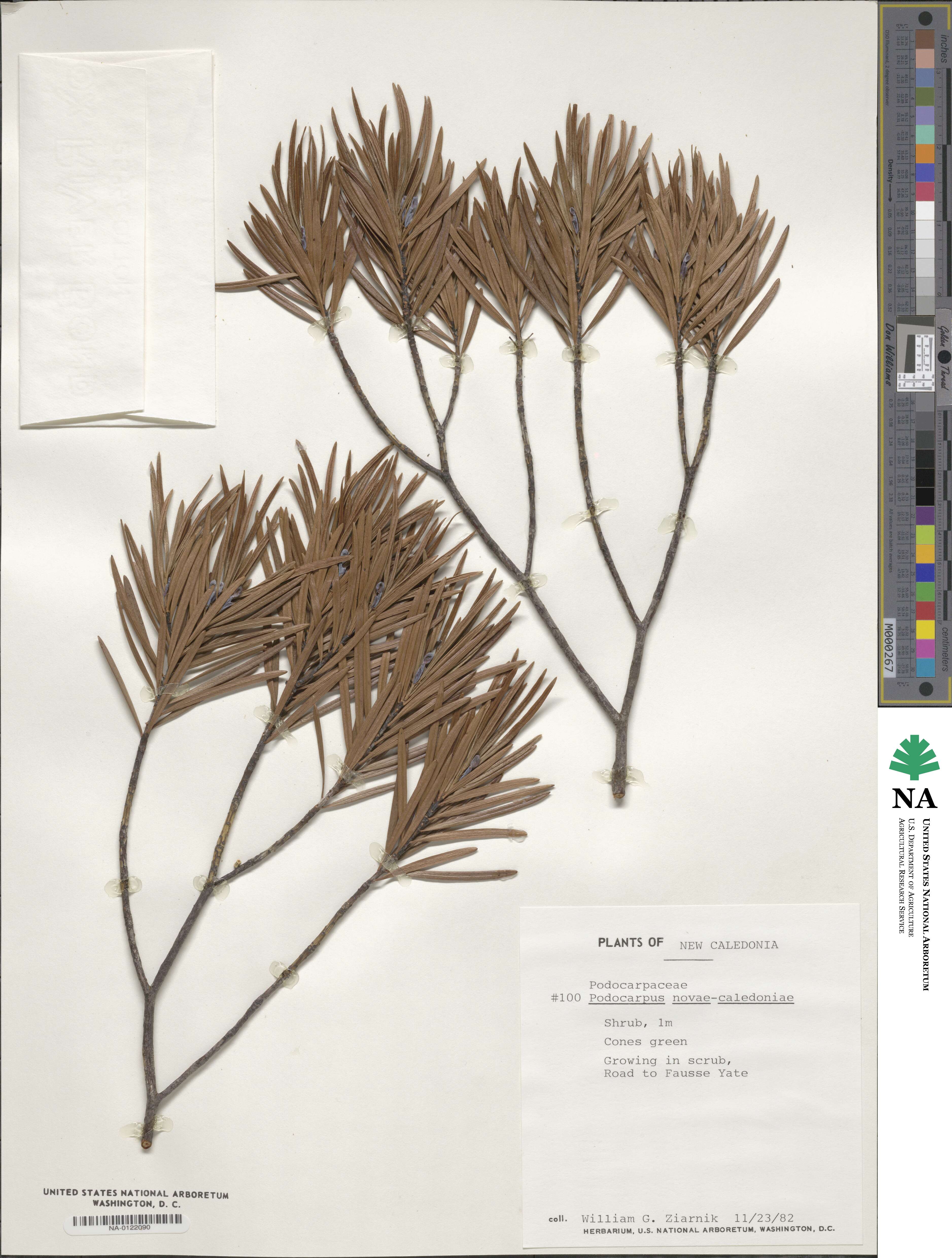 Podocarpus novae-caledoniae image