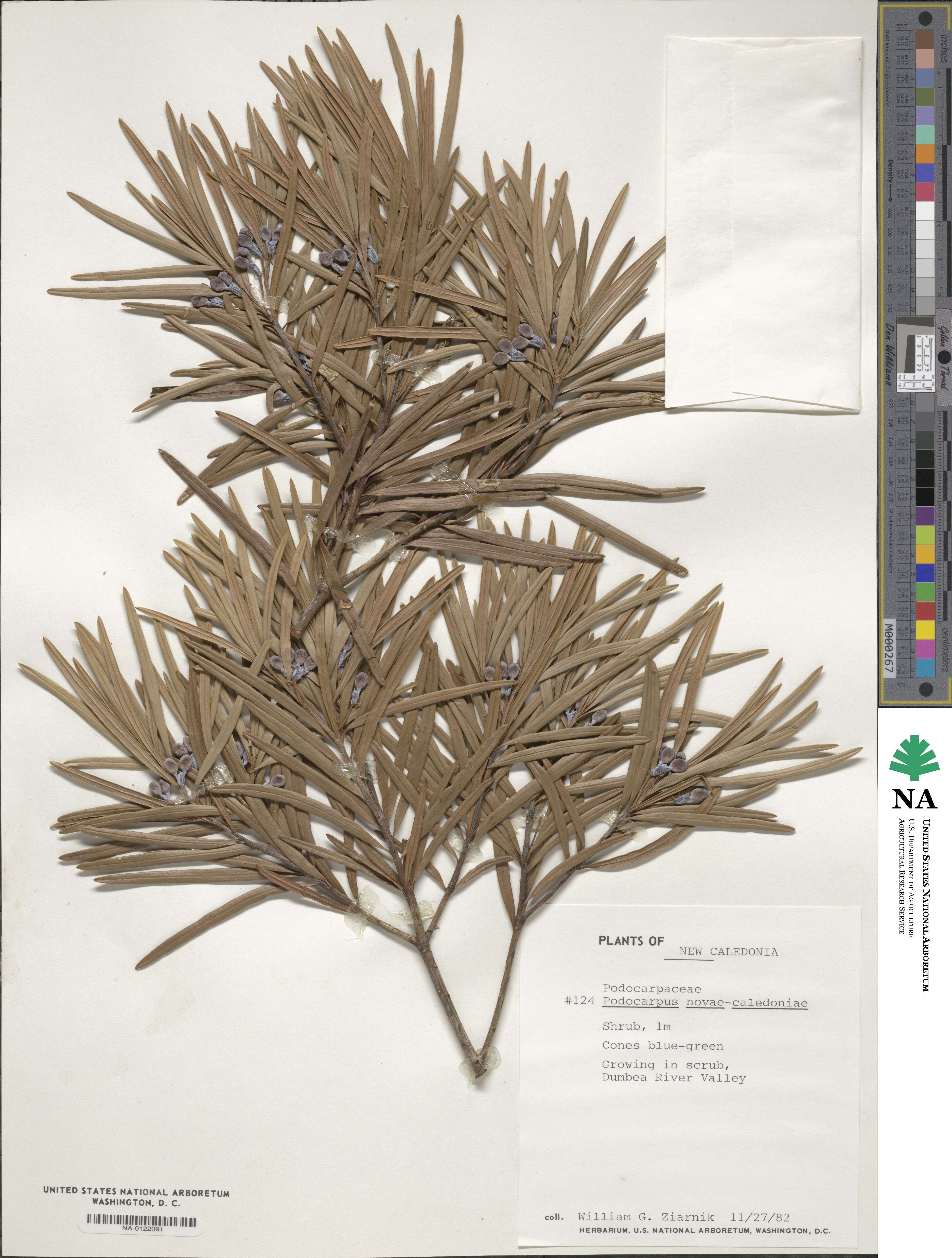 Podocarpus novae-caledoniae image