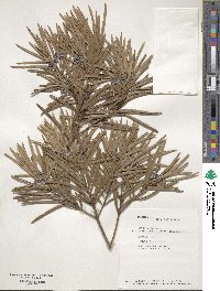 Podocarpus novae-caledoniae image