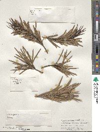 Podocarpus novae-caledoniae image