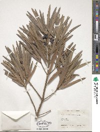 Podocarpus macrophyllus image