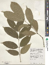 Image of Gnetum africanum