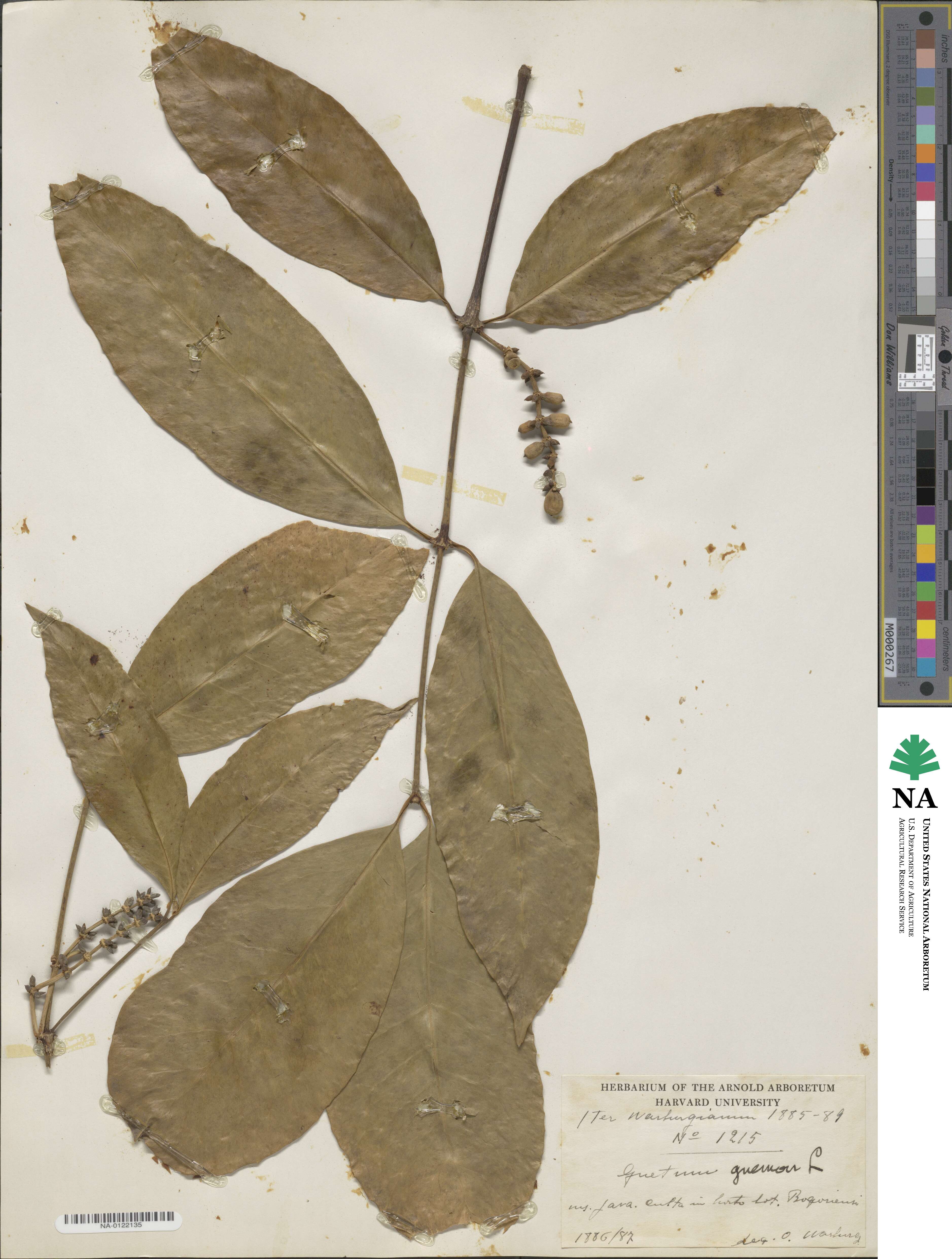 Gnetum gnemon image