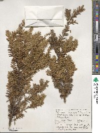 Prumnopitys ferruginea image