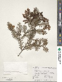 Prumnopitys taxifolia image