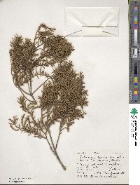 Prumnopitys taxifolia image