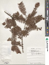 Retrophyllum comptonii image