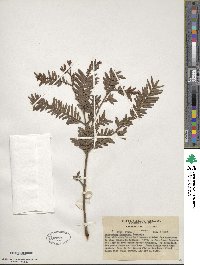 Retrophyllum comptonii image