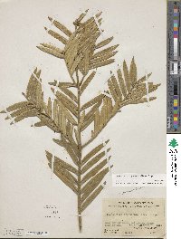 Amentotaxus argotaenia image