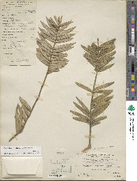 Amentotaxus argotaenia image