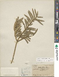 Amentotaxus argotaenia image