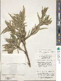 Amentotaxus argotaenia image