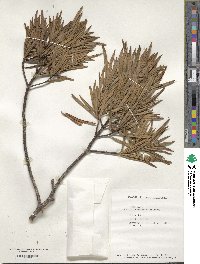 Austrotaxus spicata image