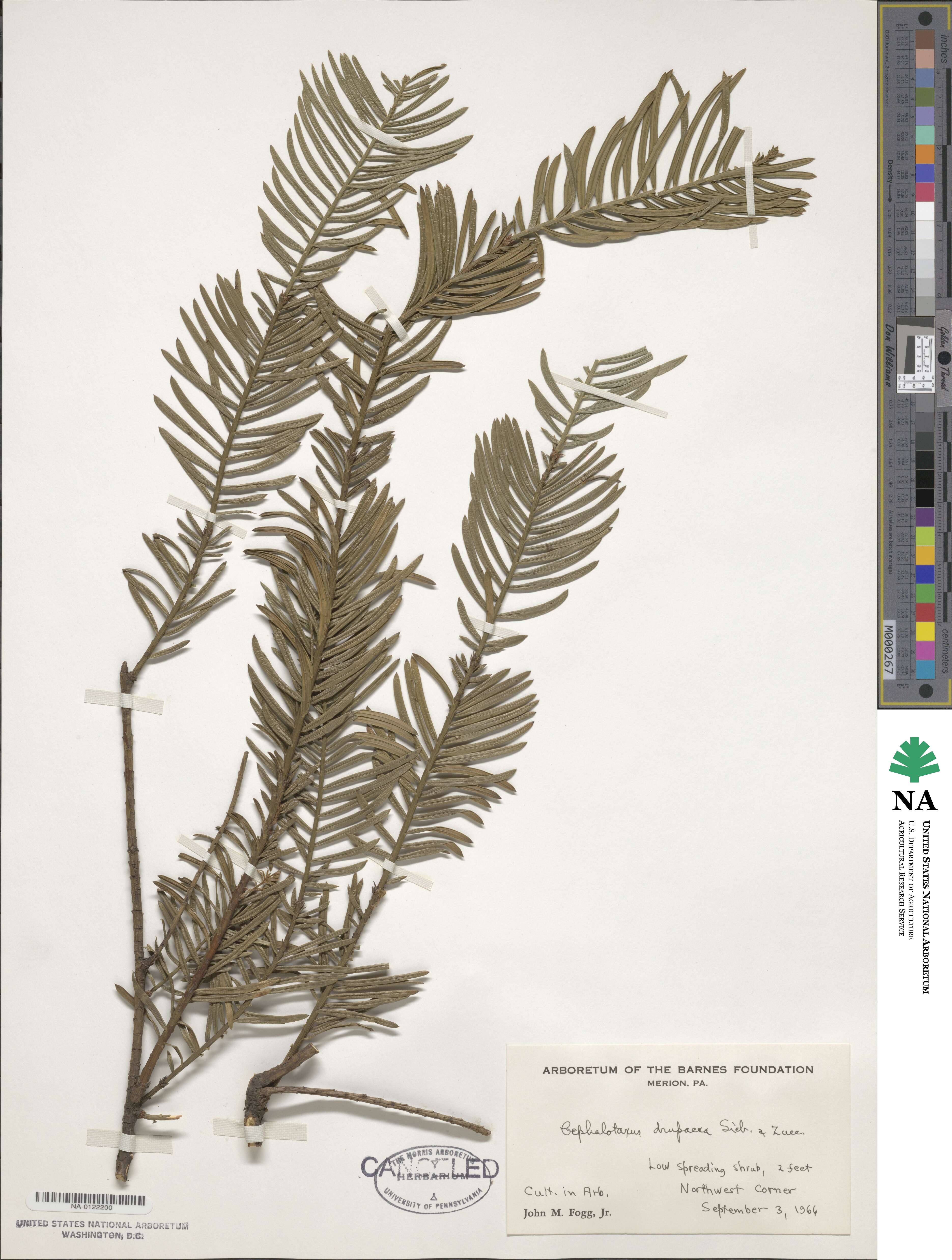 Cephalotaxus harringtonia image