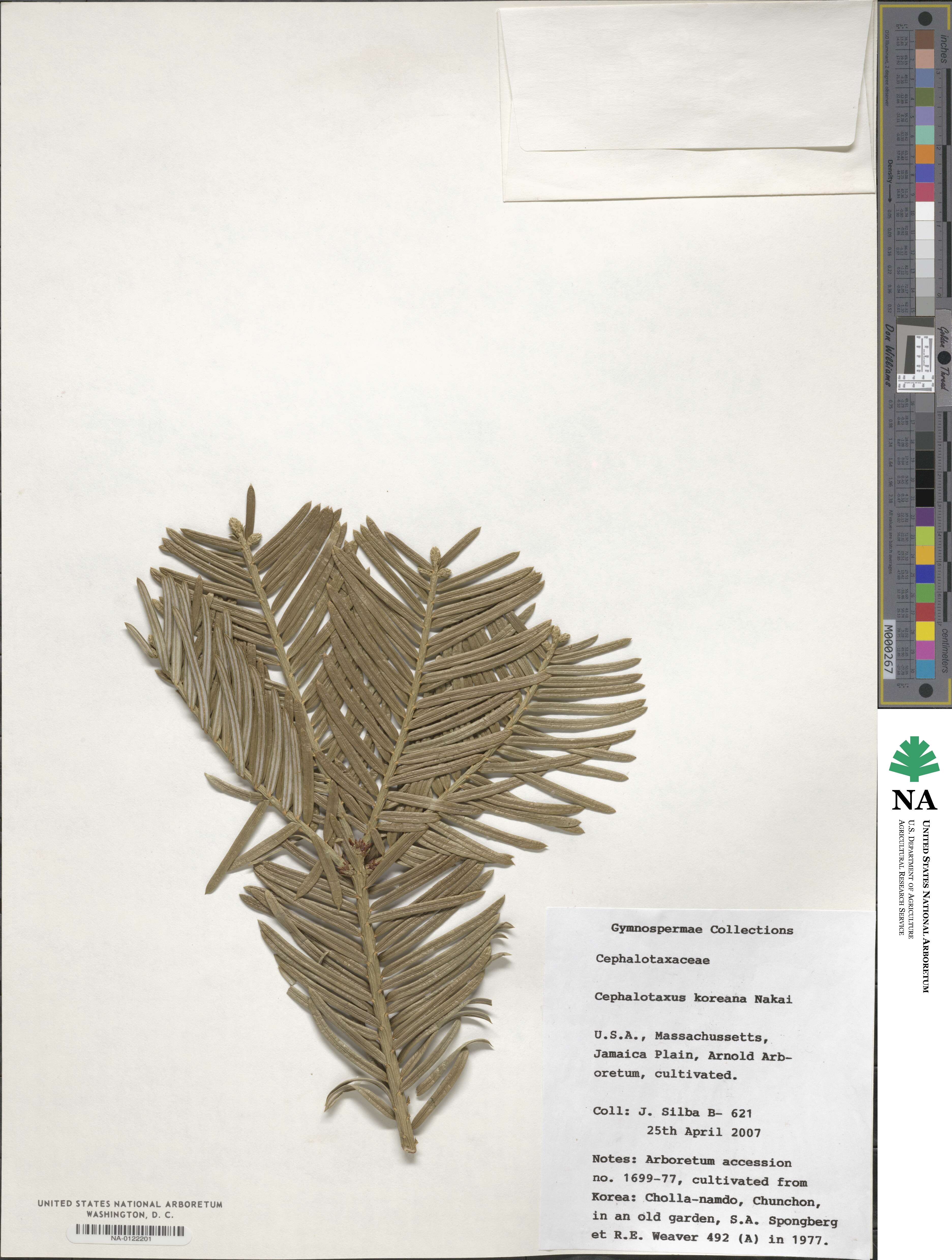 Cephalotaxus harringtonia subsp. koreana image