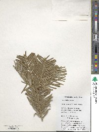 Cephalotaxus harringtonia image