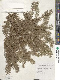 Taxus brevifolia image