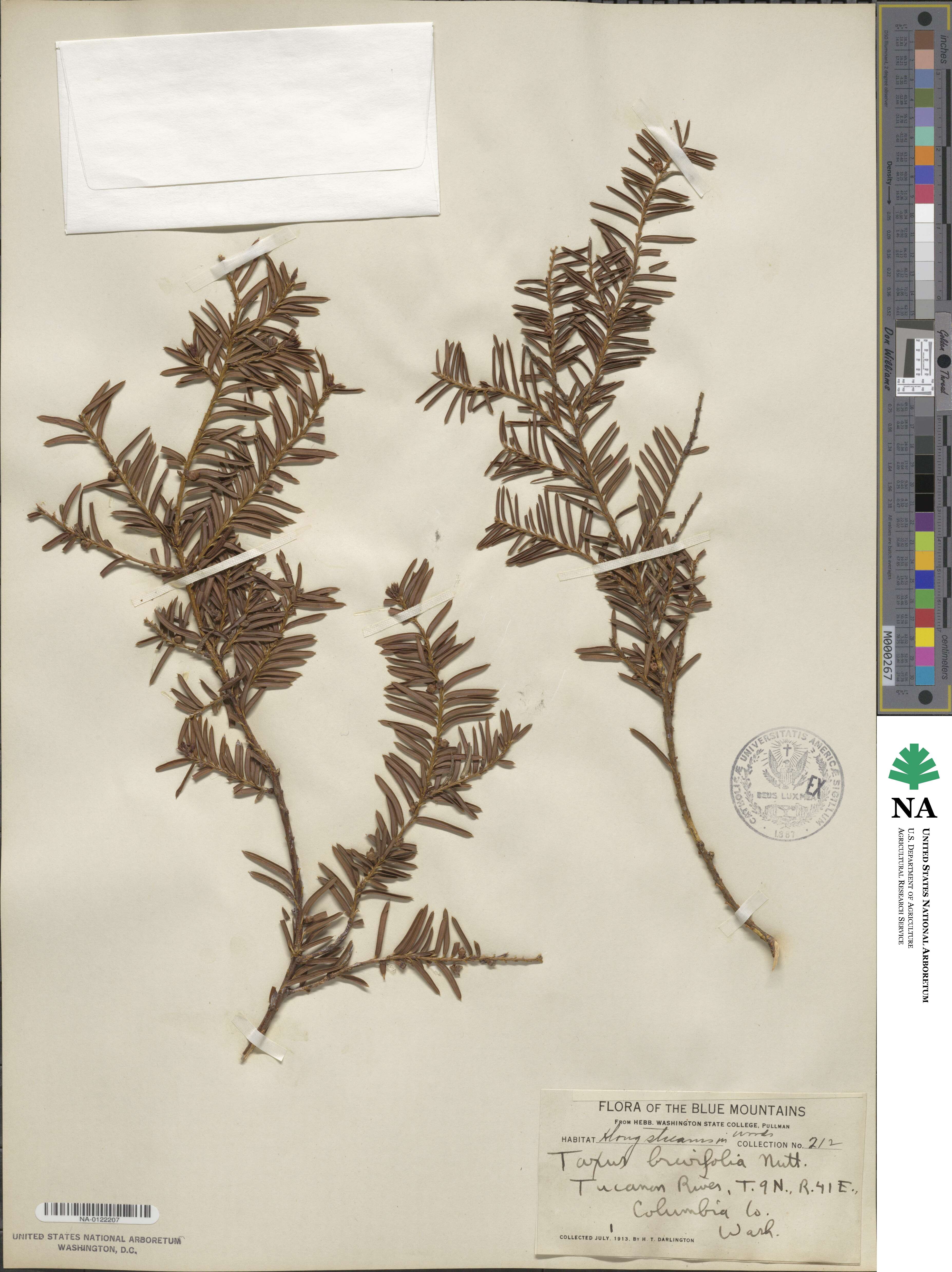 Taxus image