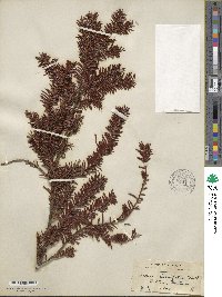 Taxus brevifolia image