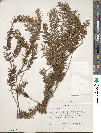 Taxus brevifolia image