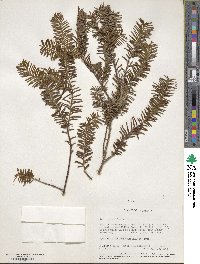 Taxus brevifolia image