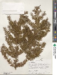 Taxus brevifolia image