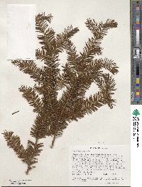 Taxus brevifolia image