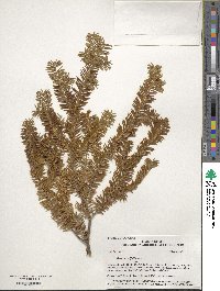 Taxus brevifolia image