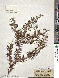 Taxus brevifolia image