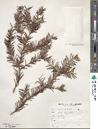 Taxus brevifolia image