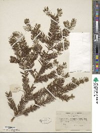 Taxus brevifolia image