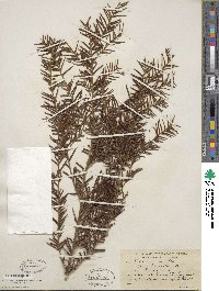 Taxus brevifolia image