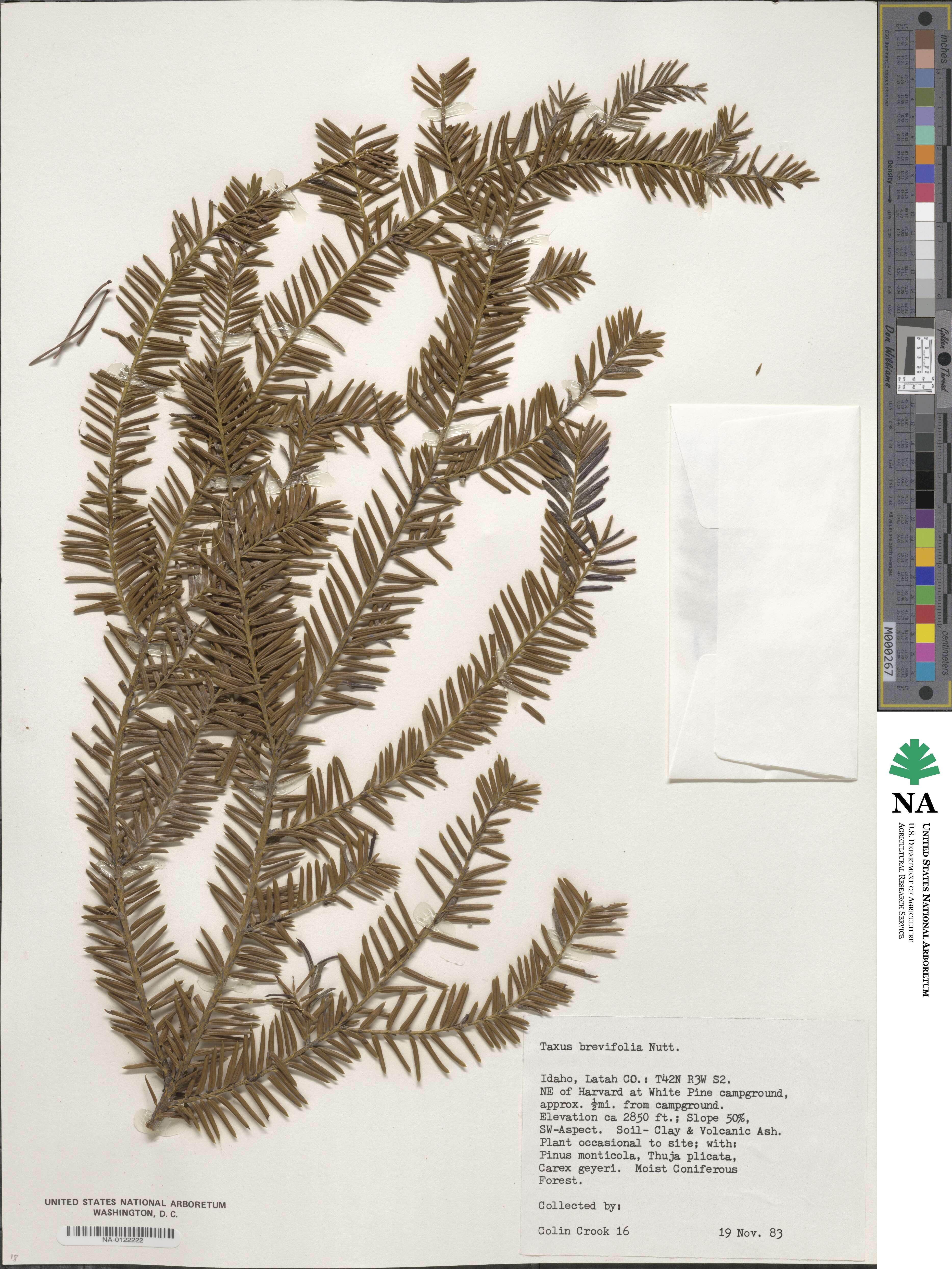 Taxus image