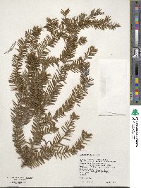 Taxus brevifolia image