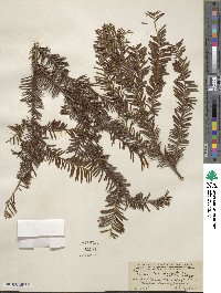 Taxus brevifolia image