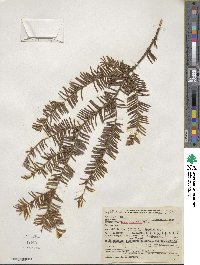 Taxus brevifolia image