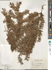 Taxus brevifolia image