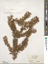 Taxus brevifolia image