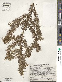 Taxus brevifolia image