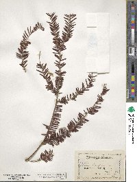 Taxus brevifolia image