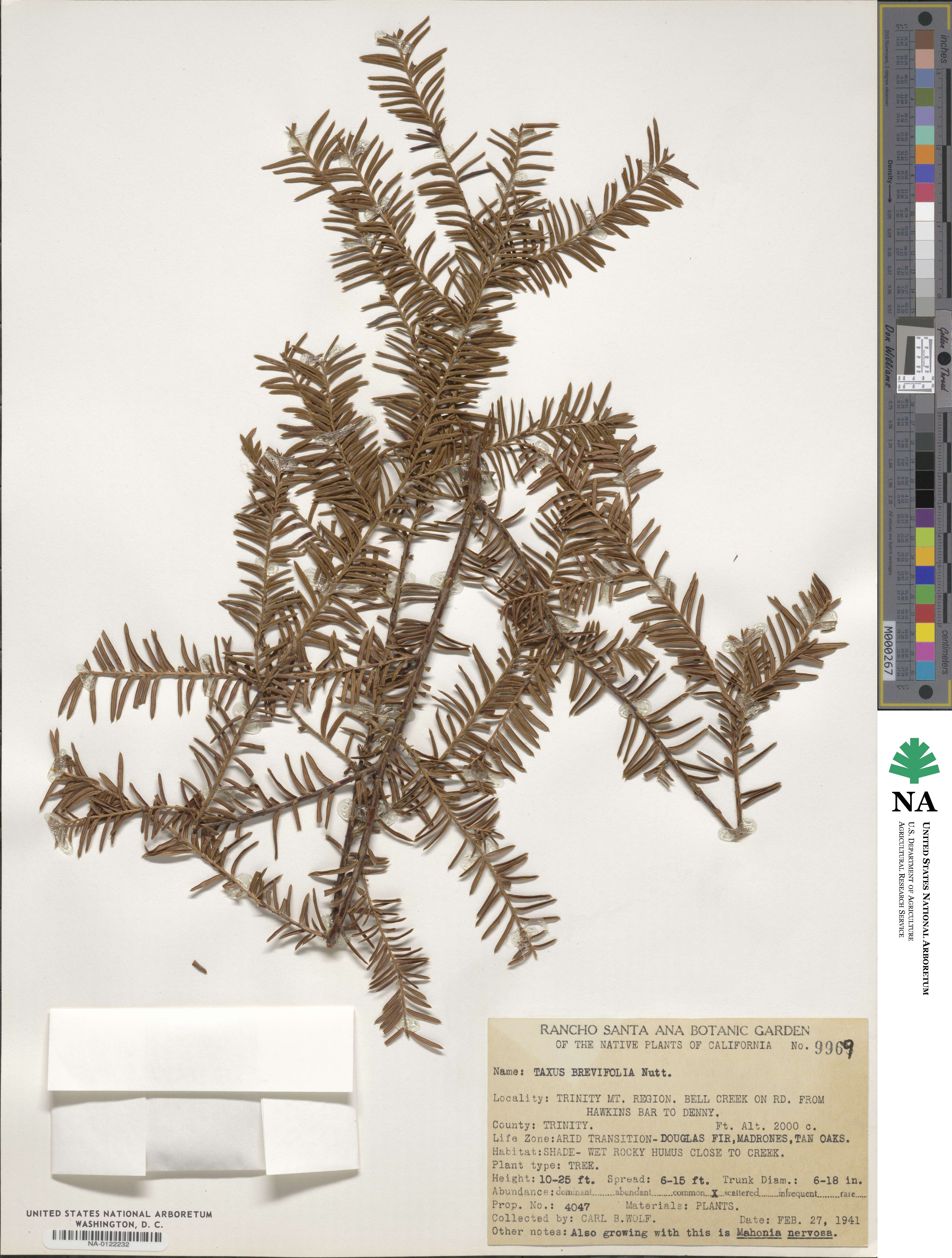 Taxus brevifolia image