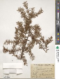 Taxus brevifolia image