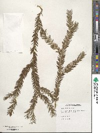 Taxus brevifolia image