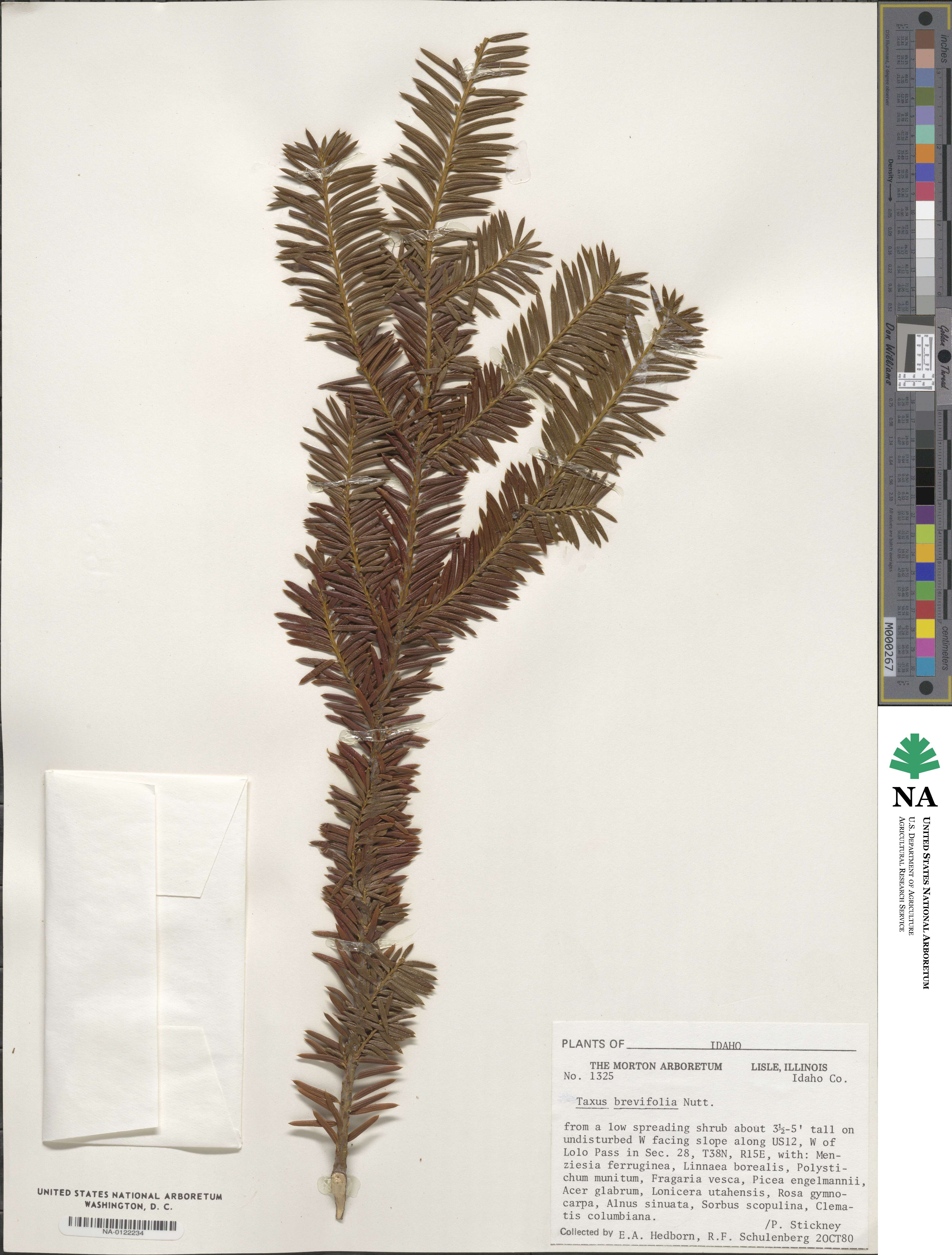 Taxus brevifolia image