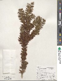 Taxus brevifolia image