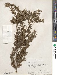 Taxus brevifolia image