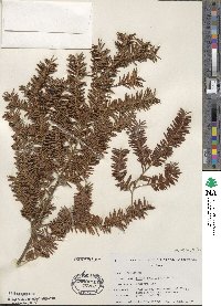 Taxus brevifolia image